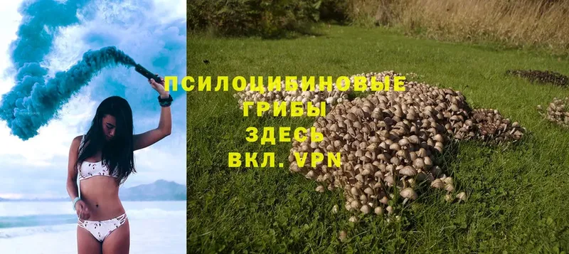 Галлюциногенные грибы Psilocybe  Ессентуки 